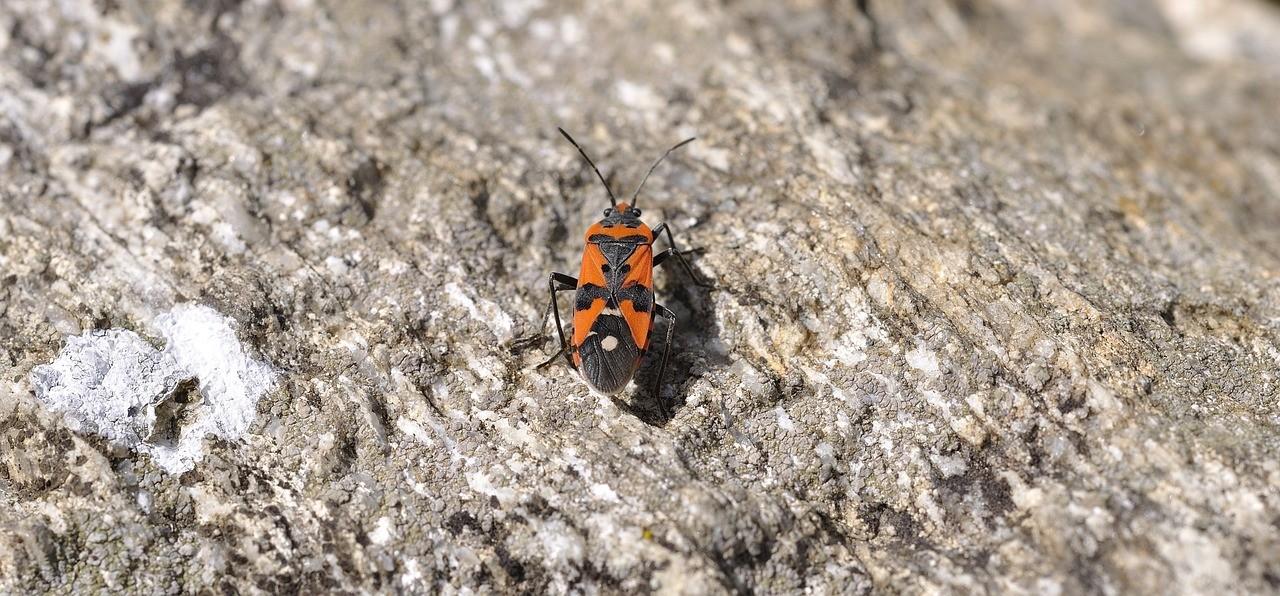 Auf der Mauer auf der Lauer