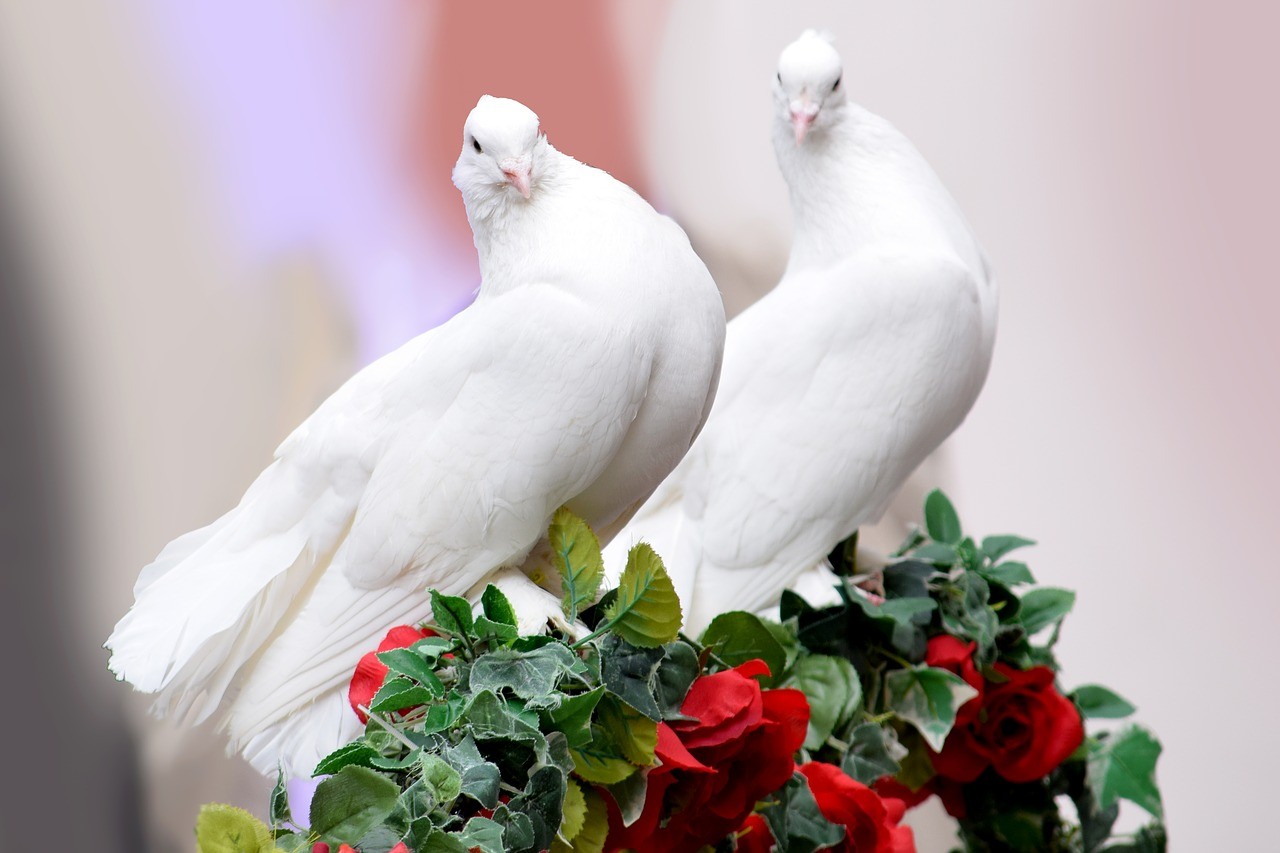 Ein Vogel wollte Hochzeit machen