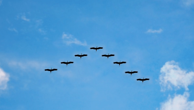 Alle Vöglein fliegen hoch