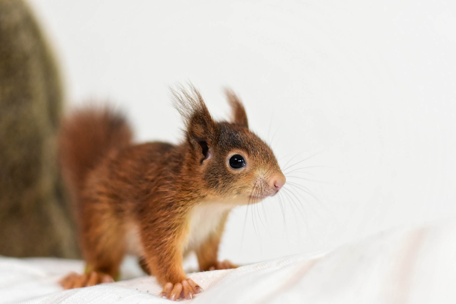 Eichhörnchen und Papagei