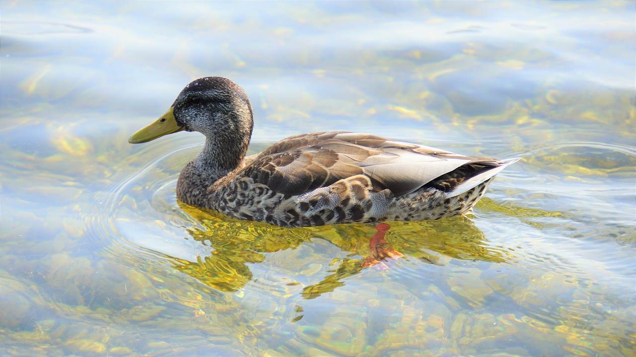 Eine Ente … plumps