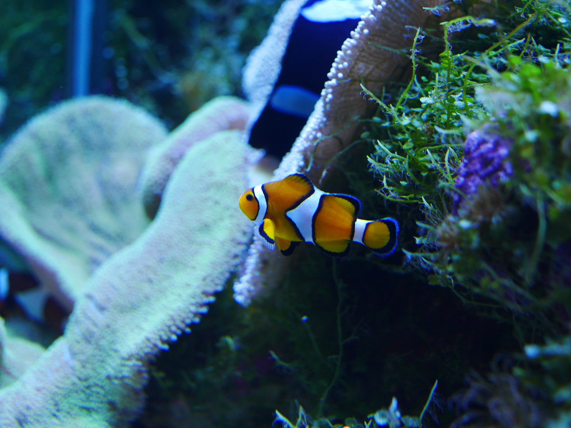 Findet Nemo